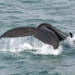 Whale Safari and Puffin Island, Reykjavik, from Viator.com