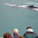 Whale Watching and Blue Lagoon Direct and Keflavik Airport, Reykjavik, from Viator.com