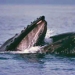Whale Watching and Blue Lagoon Direct, Reykjavik, from Viator.com