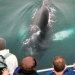 Whale Watching and Golden Circle Express, Reykjavik, from Viator.com
