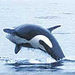 Seaplane Flight to Victoria and Whale-Watching
