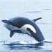 Search for Orca Whales Photo Safari from Vancouver
