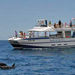 Spirit of the Sea - Dolphin and Whale Cruise
