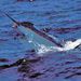 Sport Fishing - Deep Sea and Shallow, Gran Canaria, from Viator.com