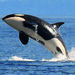 Whale Watching from Friday Harbor