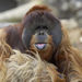 San Diego Zoo Best Value Ticket
