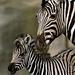 San Diego Zoo's Wild Animal Park
