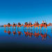Half Day Broome Town Tour with Cable Beach Sunset Camel Ride, Broome, from Viator.com