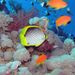 Glass Bottom Boat Cruise and Coral Reef Viewing, Sharm el-Sheikh, from Viator.com