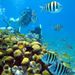 PADI Discover Scuba Diving Course in Cozumel
