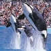 SeaWorld&reg; San Diego Ticket with Transport
