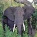 Five Day Victoria Falls and Chobe Fly-In Tour, Johannesburg, from Viator.com