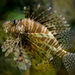 New England Aquarium
