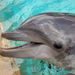 Meet the Dolphins at Miami SeaQuarium, Orlando, from Viator.com