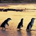 Phillip Island Penguin Small Group Eco Tour from Melbourne, Melbourne, from Viator.com