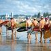 Gold Coast Airport Departure Transfer, Gold Coast, from Viator.com