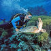 Outer Great Barrier Reef Day Trip for Certified Divers aboard SeaQuest ADV, Cairns, from Viator.com
