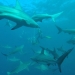 Indian Ocean Wild Shark Encounter - Scuba Dive or Snorkel, Durban, from Viator.com