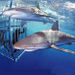 North Shore Shark Adventure Cruise

