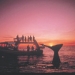 3 Day Kaikoura Whale Discovery Train Escape, Wellington, from Viator.com