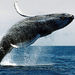 Boston Whale Watching Cruise
