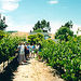 Private SUV Tour: Napa Valley Wine Day Trip from San Francisco