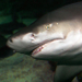 Sydney Aquarium VIP Guided Behind the Scenes Tour 