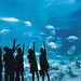 Sydney Bonus Ticket with Aquarium, Tower and Wildlife World
