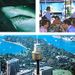 Sydney Darling Harbour Experience Ticket, Sydney, from Viator.com