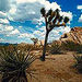 Joshua Tree National Park Jeep Adventure
