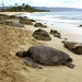 North Shore of Oahu Adventure, Oahu, from Viator.com