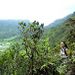 Oahu Mountain Rainforest Adventure, Oahu, from Viator.com
