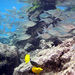 Kayak and Snorkel - South Shore Turtle
