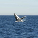 Sydney Eco Whale Watching Small Group Cruise