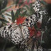 Butchart Gardens and Butterfly Gardens Tour
