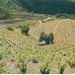 Wines of Montsant by Train
