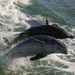 Dolphin Racer
