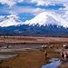 Lauca National Park (Chungara Lake) Private Tour