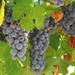 Muir Woods and Wine Country 2 Day Hotel Tour
