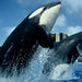 SeaWorld&reg; San Diego Ticket with Transport
