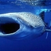 Mexican Whale Shark Adventure
