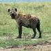Private Overnight Safari to Aberdares National Park, Nairobi, from Viator.com