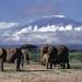 Private Overnight Safari to Amboseli, Nairobi, from Viator.com