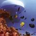 Atlantis Maui Submarine Adventure
