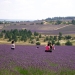 Full Day Lavender Tour - Gordes, Coustellet and The Lavender Museum
