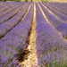 Lavender and Villages in Luberon by Minivan

