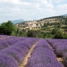 Morning or Afternoon Lavender Tour of Provence
