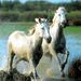 Private Provence Tour - La Camargue and Rhone River Cruise
