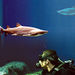 Dive with the Sharks at The Florida Aquarium in Tampa Bay
