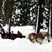 Sunset Sleigh Ride and Dinner
